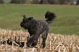 BOUVIER DES FLANDRES 232
